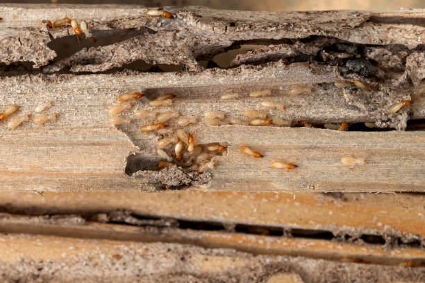 Best Termite Control Services  in Hardwick, GA